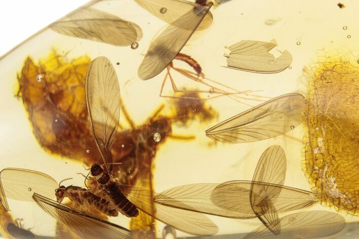 Polished Colombian Copal ( g) - Winged Termites! #264017